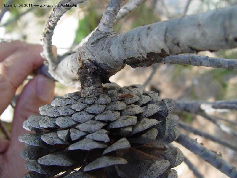 Matured seed cone attached to a woody branch