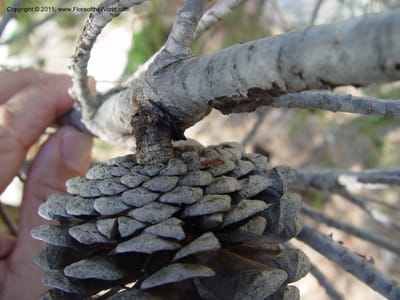 Matured seed cone attached to a woody branch