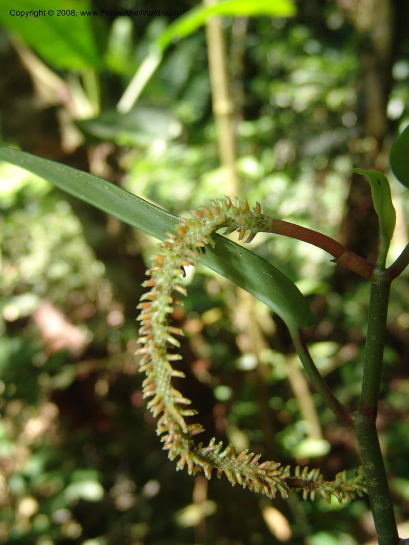Pepeomia, AAraujoM1249--Bolivia. Pq. Nac. Madidi. Chalalan. Send. Anta. 30 Nov 04. 238.jpg