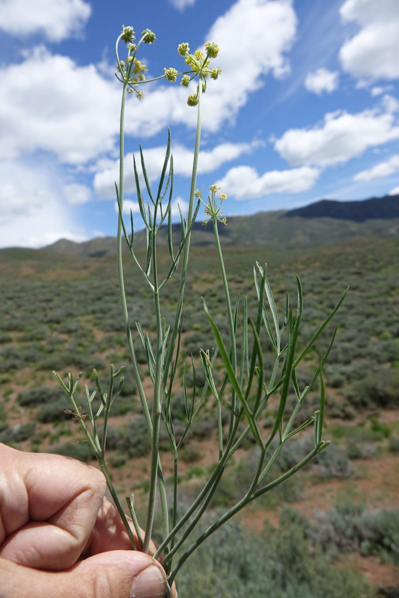 Lomatium simplex, C. Davidson 13563--ID. Blaine Co. Rock Creek Preserve. TNC. 14 May 2017. DSC00477 (87).JPG