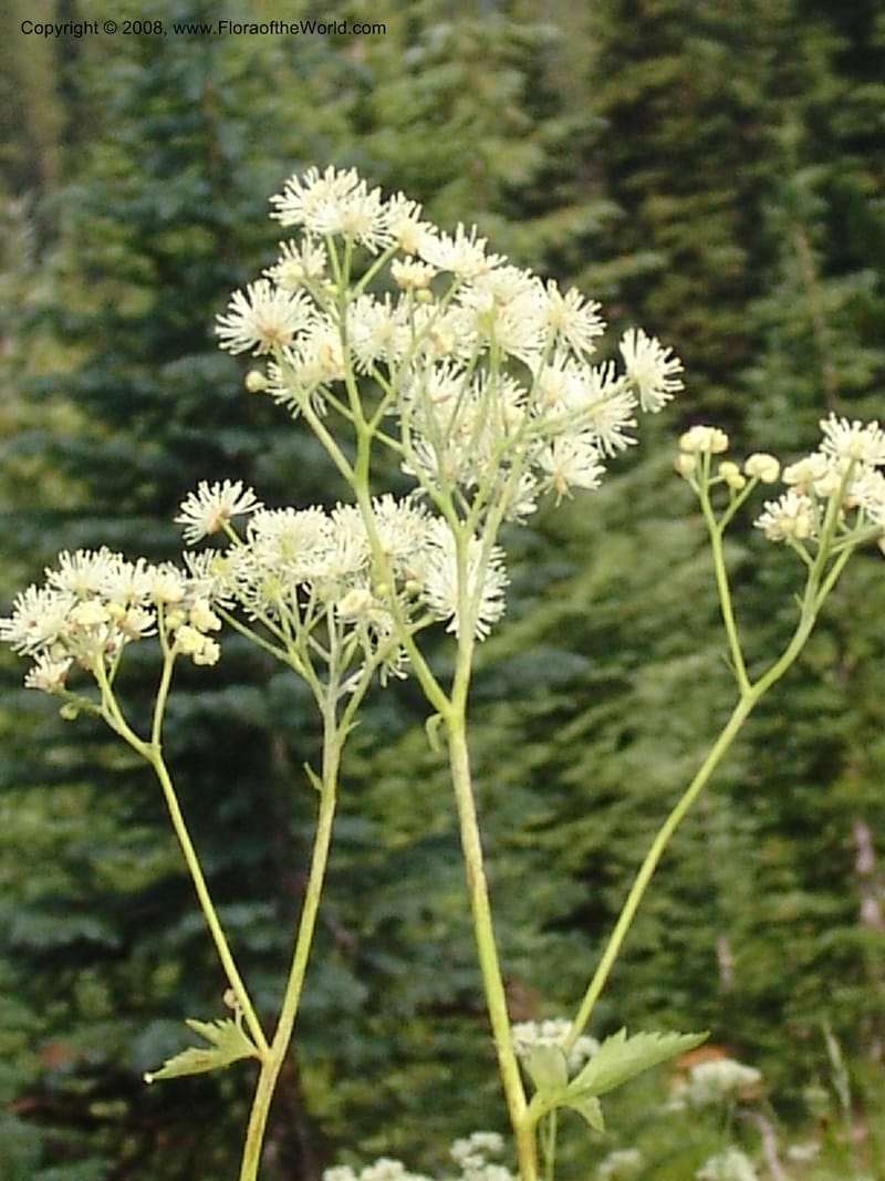Trautvetteria caroliniensis, CDavidson11124--ID. Adams Co. For. Serv. Rd. 453, to Goose Lk. 20 Jul 07. 301.jpg