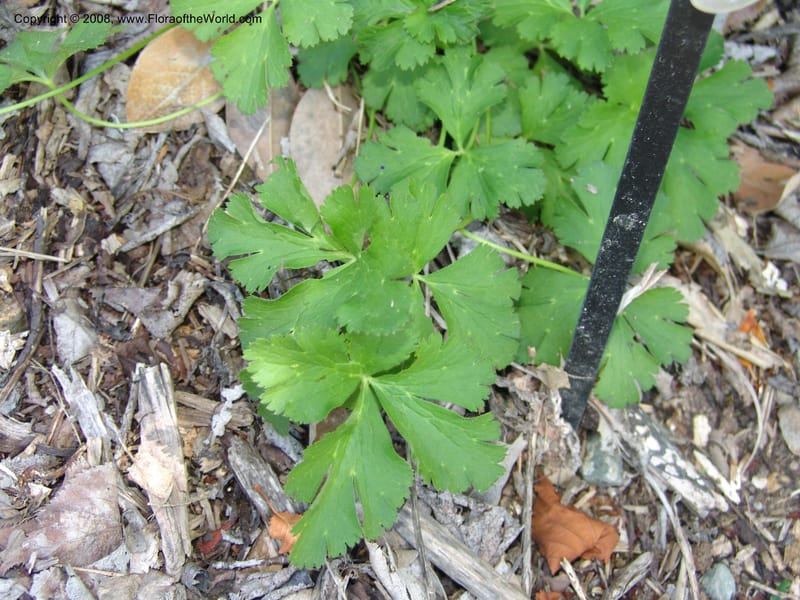 Anemone rivularis, 2001, 023--CA. Quarryhill Bot. Garden, Glen Ellen. 1 Jun 07. 173.jpg