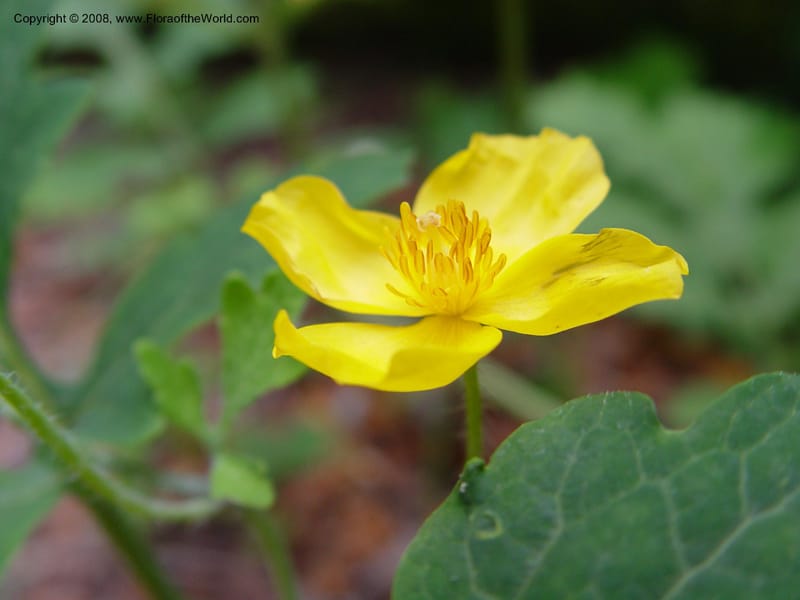 Stylophorum diphyllum--DE. Mt. Cuba Center. 24 Jun 03. 047.jpg