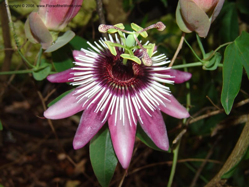 Passiflora--Kenya. Brooks Bond Tea Estate, Kericho. 10 Ju 04. 114.jpg