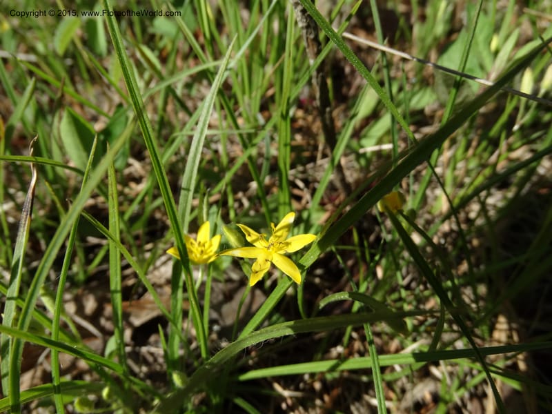 Hypoxis hirsuta, Davidson, C 12977--North Carolina. Clay Co. Buck Cr. 13 May 2015. DSC04619 (124).JPG