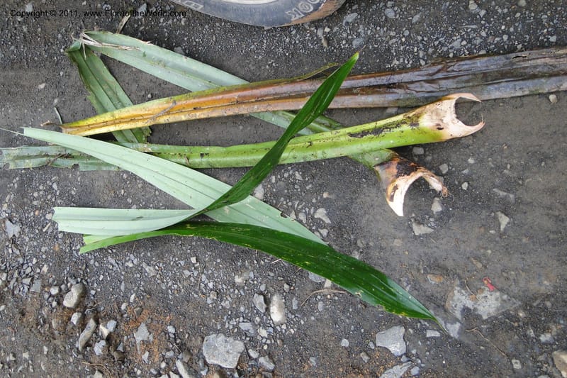 Pandanus joskei, M. Callmander 964-- Fiji. Area of Monasavu Dam I. 9 Feb 2011. 490 (66).jpg