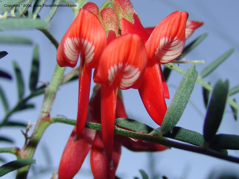 Sutherlandia montana--So.Africa. E. Cape. Joubert's Pass, SE of Lady Gray. 9 Mch 05. 299.jpg