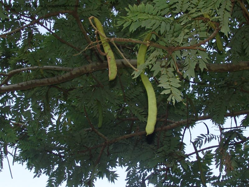 Millettia--Ethiopia. Wendo Genet, near Wabe Shebelle Hotel. 14 July 04. 033.jpg