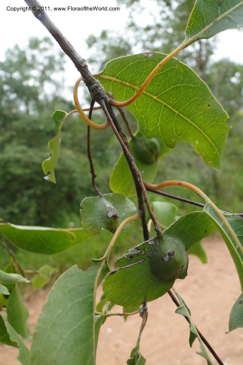 Terminalia, W. D. Stevens 31213--Paraguay. Edo. Concepcion. Garay Cue. 19 Mar 2011. 163 (14).jpg