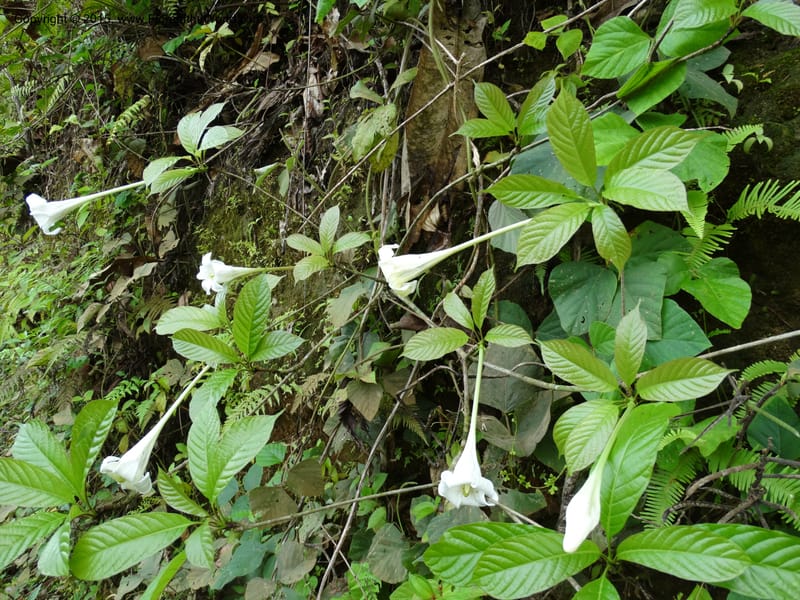 Euclinia longiflora, Davidson, C 12348--Cameroon. Ekondo Titi to Ekondo Nene. 21 Mar 2014. DSC02995 (42).JPG