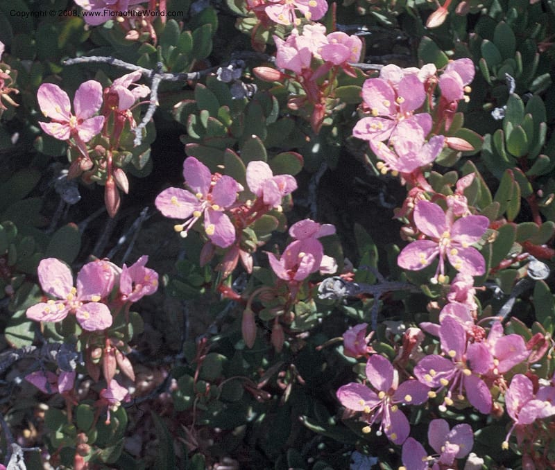Gongylocarpus fruticulosus--MX. Baja Calif. Magdalena Isl. Feb 73. 002C.jpg