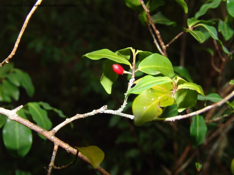 Erythroxylum, not coll.--Madag. Prov. Toliara. Mandena Centr. Res. Ecol. 18 Jan 06.  129.jpg