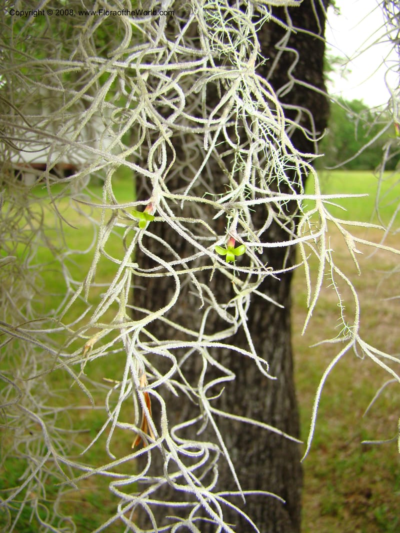 Tillandsia usneoides, CDavidson11164--TX. Walker Co. Newport Village Rd. 27 Apr 08. 142.jpg