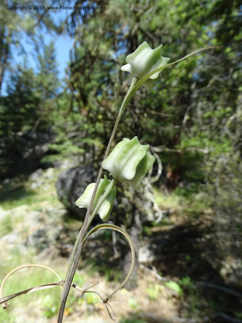Fritillaria atropurpurea, Davidson, C 12560--Idaho. Valley Co. Payette Lake. Sylvan Beach. 12 Jul 2014. DSC09429 (79).JPG