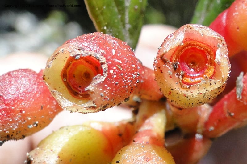 Cavendishia, Ulloa 2093--Ecuador. P. N. Sangay. 6 June 2011. 091 (11).jpg