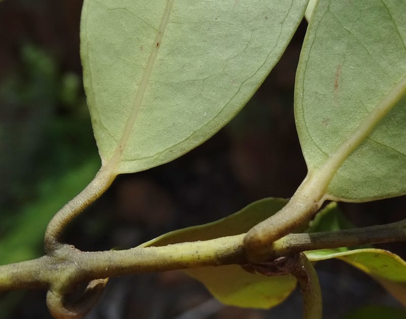 Hedycarya, Lowry, P 7426--New Caledonia. PinPin. 20 Nov 2015. DSC03938 (298).JPG