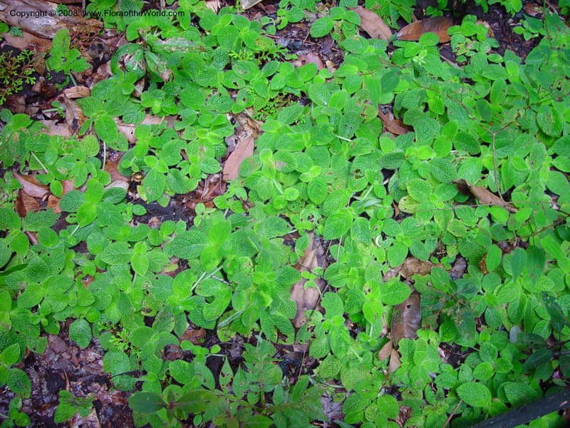 Episcia sphalera, JSmith4136--Fr. Guiana. The inselberg at Les Nouragues. 15 Mch 02. 003.jpg