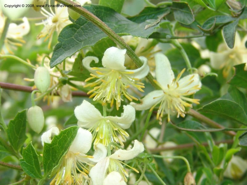 Clematis brachiata--So.Africa. E. Cape. Waringham Farm, Quanti Area, Stut. 8 Mch 05. 447.jpg