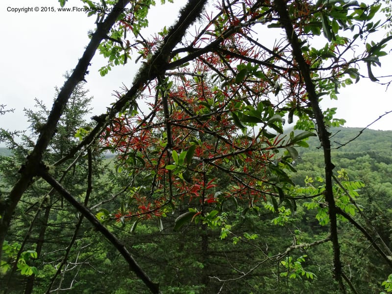 Taxillus delavayi, Boufford, D 43731--China. Sichuan. Taxillus stop. 14 May 2014. DSC06581 (78).JPG