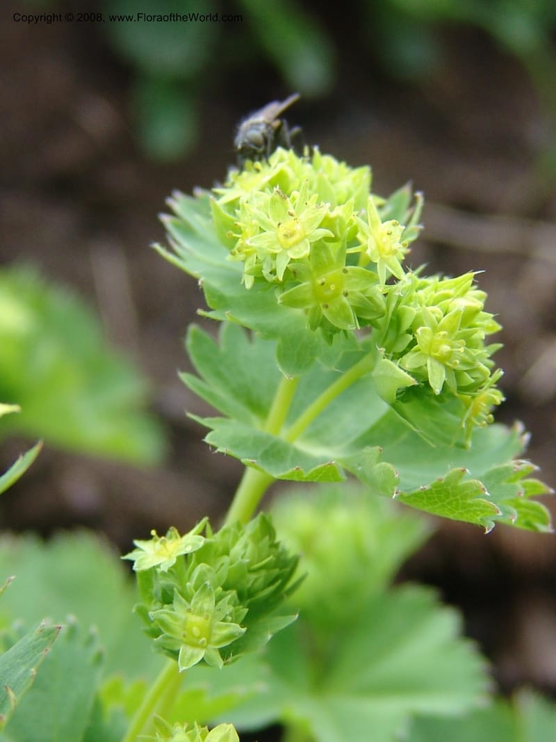 Alchemilla--Georgia. Kazbeki . Trail-road to Sameba Church. 2 Jun 05. 425.jpg