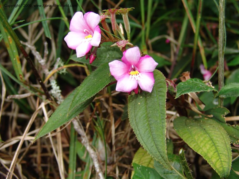 Salpinga maranonensis, DNeill15939--Ecuador. Prv. Zam. Ch. C del Condor. Wawaime plot. 22 Sep 07. 317.jpg