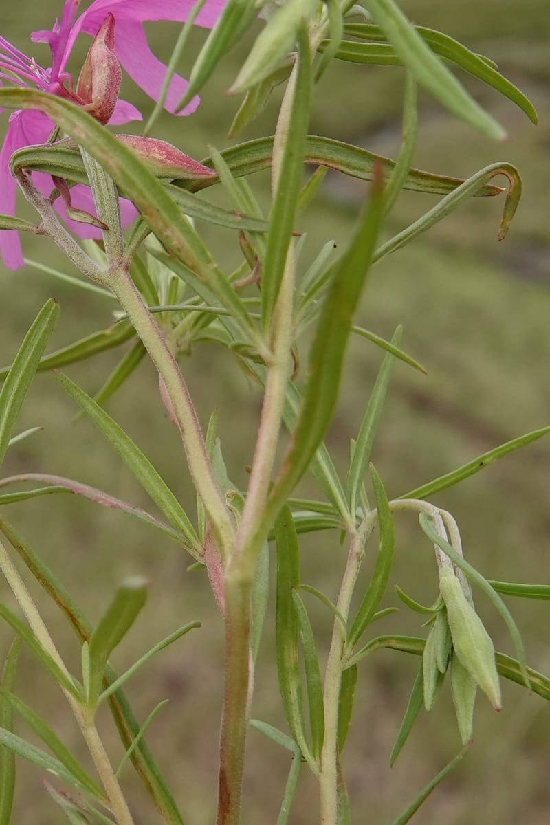 Clarkia pulchella, C. Davidson 13768--Oregon. Wallowa Co. Upper Camp Creek Canyon. 4 Jun 2018. DSC04733 (69).JPG
