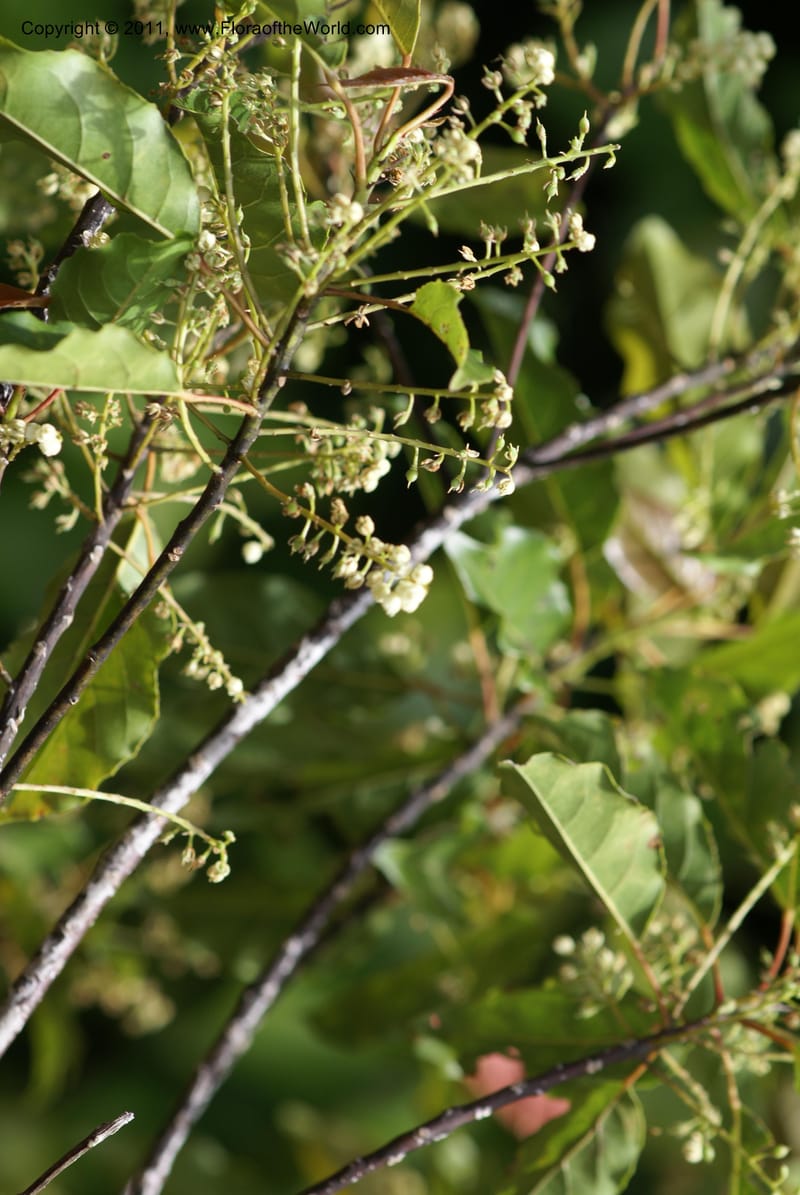 Elaeocarpus, Munzinger, 4760,--New Caledonia, Prov N, Les Trois Creeks,  13 Nov 2007, 027 (7).JPG