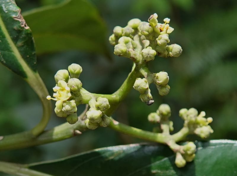 Mastixia pentandra, D. Boufford 44162--China. Yunnan. Bu Long Shan. 6 May 2018. DSC02824 (34).JPG
