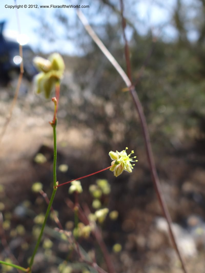Eriogonum inflatum, Davidson, C 11926--AZ. Yavapai Co. Crown King Rd. 7 May 2012. DSC0894 1 (106).JPG