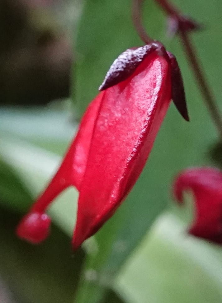 Impatiens, C. Davidson 13908--Gabon. M de C. Sent. Andok. 28 Oct 2018. DSC09339 (282).JPG