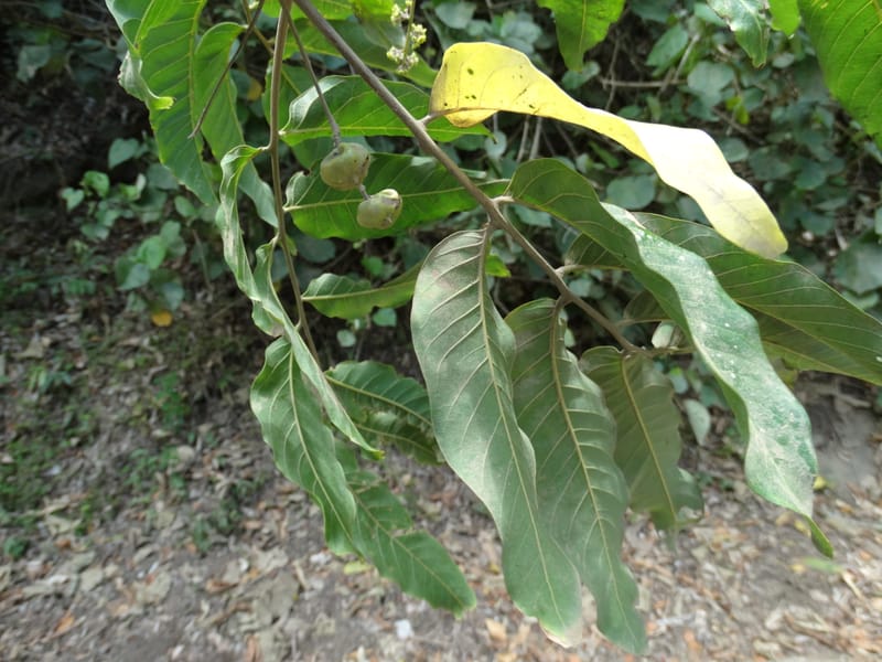 Alectryon, Munzinger, J 7387--Fiji. Near Bagasu village. 7 Nov 2015. DSC00244 (4).JPG