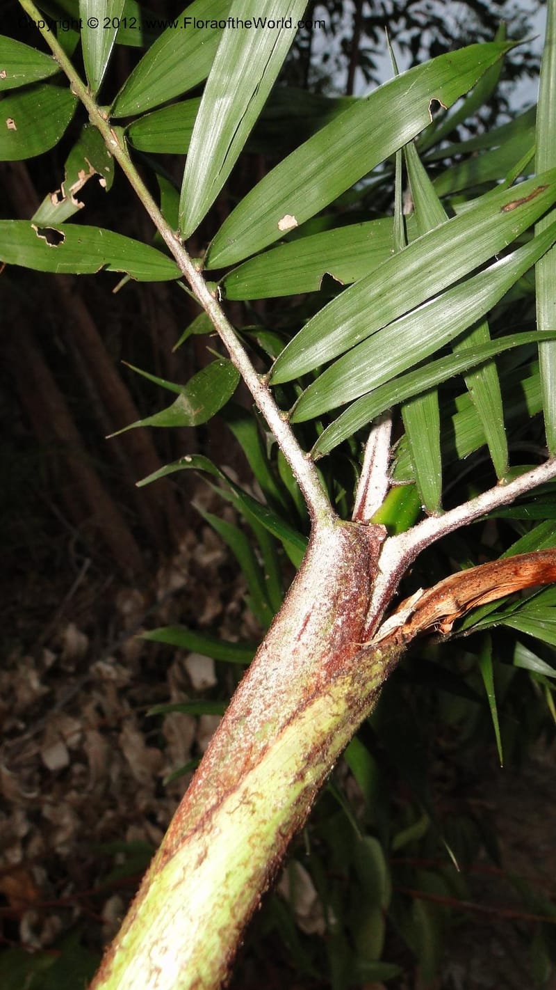 Dypsis, N. Manjato 197--Madagascar. E of Ambositra toward Antoetra. 2 May 2010 452 (7).jpg