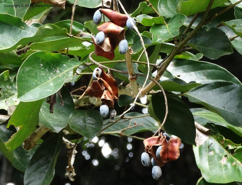 Archidendron--Sabah. Danum Valley. 4 Oct 2014. DSC01741 (339).JPG