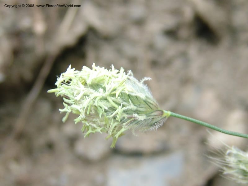 Alopecurus glacialis--Georgia. Kazbeki . Trail-road to Sameba Church. 2 Jun 05. 199.jpg