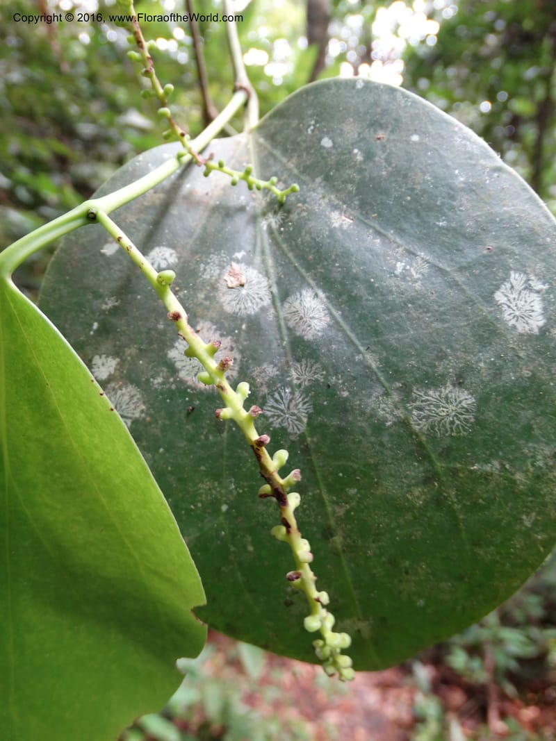 Piper, Davidson, C 12675--Sabah. Danum Valley. 4 Oct 2014. DSC01741 (212).JPG