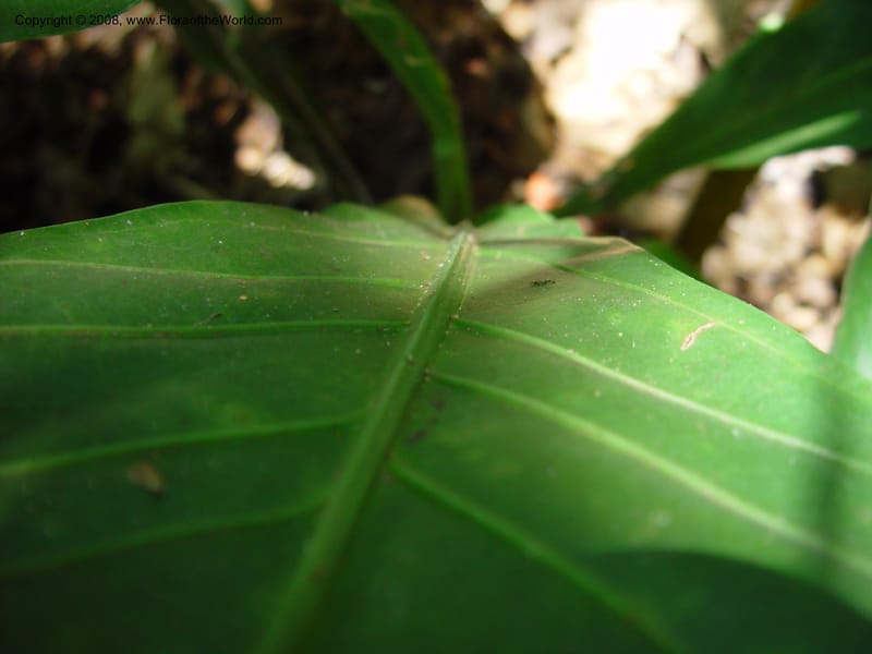 Anthurium acutifolium--Costa Rica. INBio Parque, San Jose. 29 Mch 03. 008.jpg
