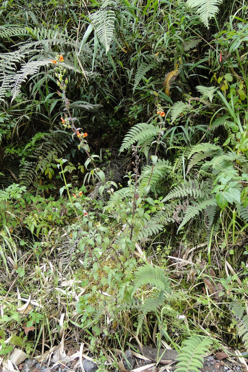 Alonsoa meridionalis, Ulloa 1977--Ecuador. Napo. Papallacta to Baeza. 1 Jun 2011. 073 (2).jpg