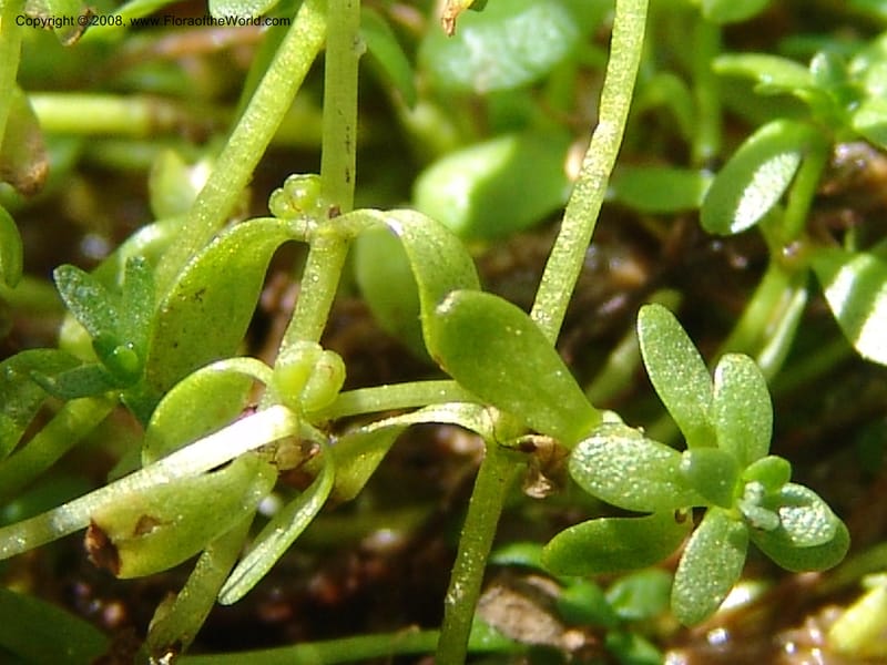 Callitriche heterophylla Pursh, CDavidson11094--ID. Idaho Co. Dredge ponds W of Warren. 8 Jul 07. 047.jpg