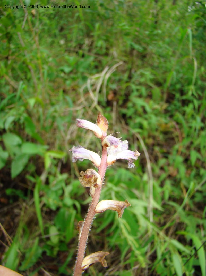 Orobanche minor, RGereau7035--Tanz. Mbeya Rural Distr. Utengule Coffee Lodge. 26 Jan 08. 227.jpg