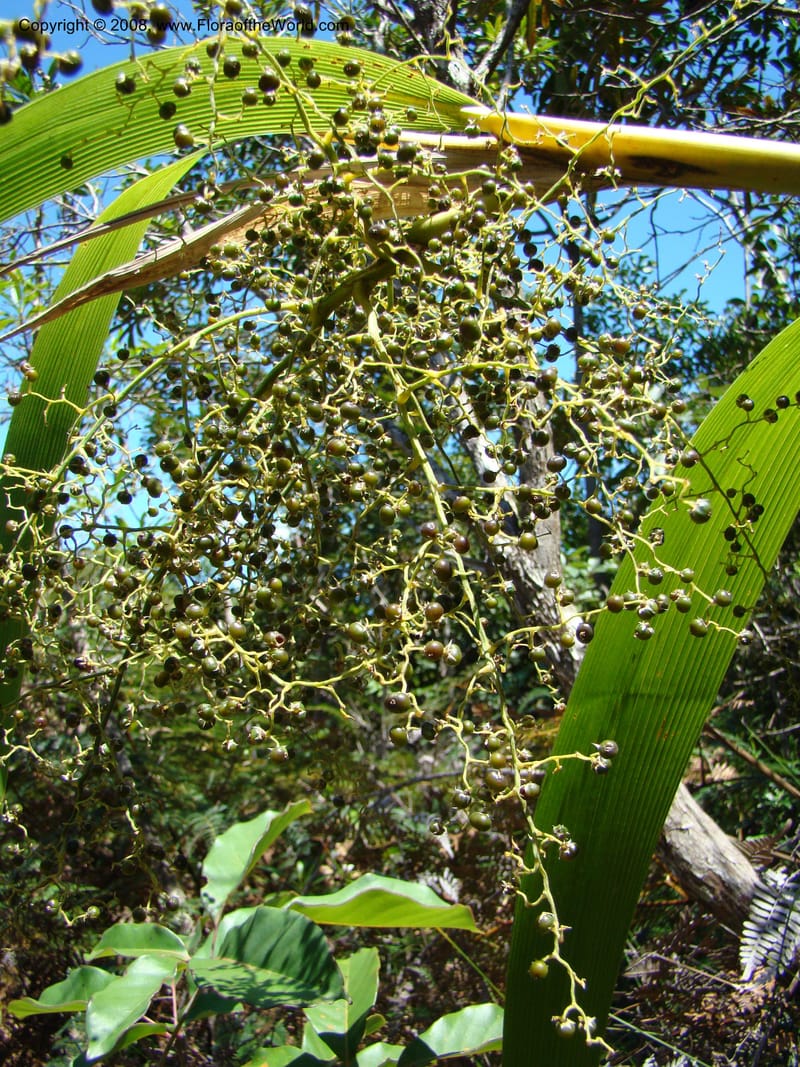 Joinvillea, JMunzinger4656--N.Caled. Dumbea Dam in Dumbea Riv, S of Noumea. 11 Nov 07. 091.jpg
