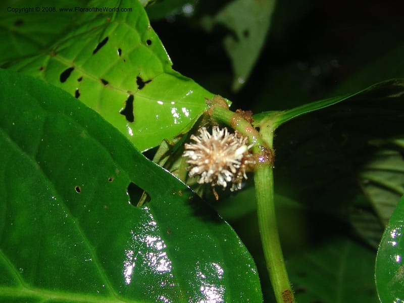 Piper longestylosum, AAraujoM1172--Bolivia. Pq. Nac. Madidi. Rio Tuichi, Rudidi Cr. 28 Nov 04. 081.jpg