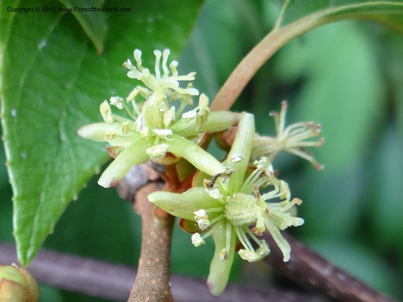 Actinidia lanceolata, Davidson, C 1205287--China. Zhejiang Prov. Shunxi Village. 28 May 2012. DSC00348 (95).JPG