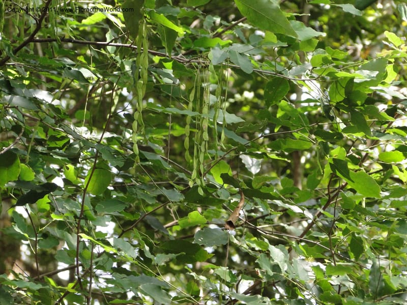 Arthroclianthus, M. Callmander 764--New Caledonia. Upper Tene River Valley. 19 Jan 2010. 686 (4) - Copy.JPG