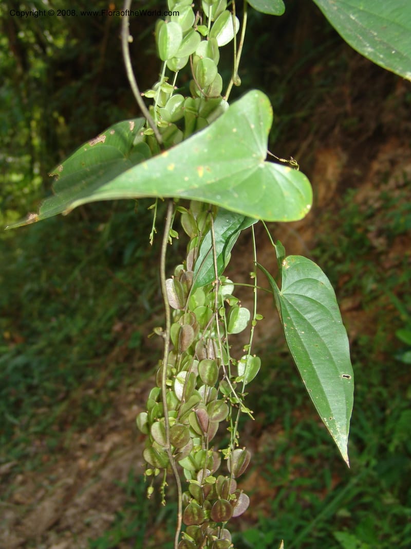 Dioscorea, N.Martinez589--MX. Chiapas.  Camino Finca Prusia a Queretaro. 12 Nov 04. 040.jpg