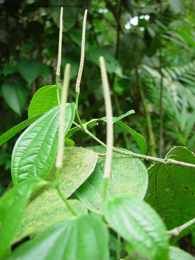 Piper reticulatum, CDavidson10885--Costa Rica. La Selva Biol. Station. 18 Feb 02. 004.jpg