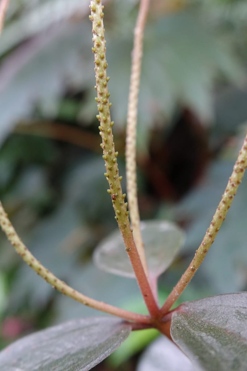 Peperomia sui, Tseng Yu-Hsin 1339--Taiwan. Xitou Nature Education Area. Giant Tree Logging Rd. 22 May 2016. DSC03924 (172).JPG