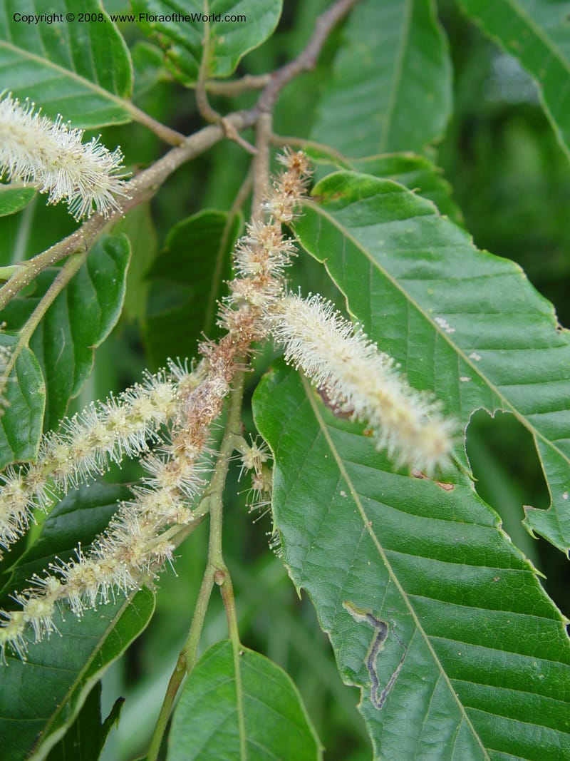 Castanea crenata--Japan. Honshu. Shiga Pref. Ibukiyama. 18 Jul 03. 024.jpg
