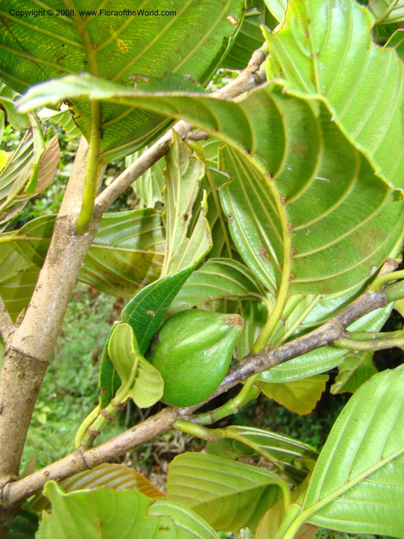 Ticodendron incognitum, BHammel--Costa Rica. Hered. Volcan Barva. 9 Apr 08. 031.jpg