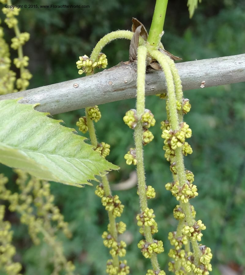 Quercus, Boufford, D 43691--China. Sichuan. LongDongZhen on Rd. to LeiYuan Shan. 13 May 2014. DSC05860 (138).JPG