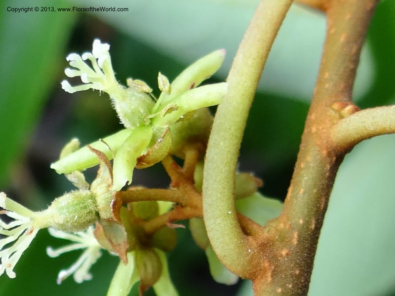 Actinidia lanceolata, Davidson, C 1205287--China. Zhejiang Prov. Shunxi Village. 28 May 2012. DSC00348 (105).JPG